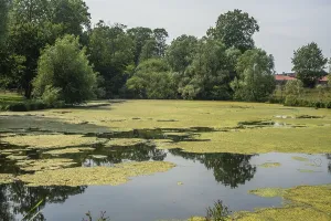 Aquatic Plant Inflorescence Drucke: Blooming algae in a pond at Bollerup
