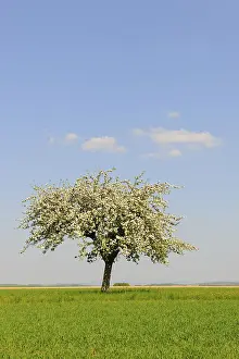 Botany Inflorescence Images Drucke: Blooming Apple tree (Malus) in spring