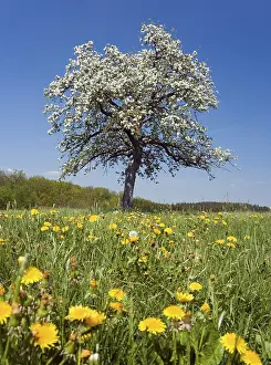 Apple Blossoms In May Drucke: A blooming apple tree on a meadow