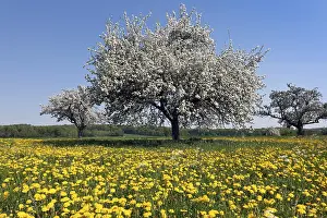 Close Up Of Flowers Drucke: Blooming apple tree on a spring meadow