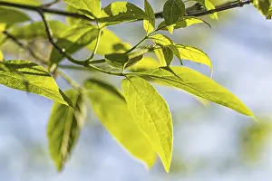 Deciduous Tree Detail Drucke: Blooming apple trees in spring park