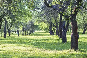 Spring Park Landscape Drucke: Blooming apple trees in spring park