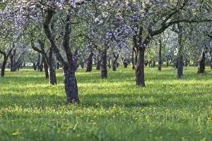 Deciduous Tree Detail Drucke: Blooming apple trees in spring park