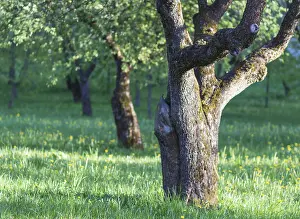 Spring Park Scenery Drucke: Blooming apple trees in spring park