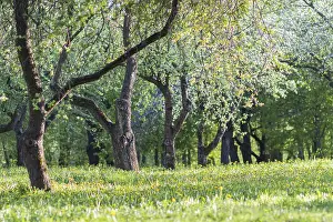 Deciduous Tree Close Up Drucke: Blooming apple trees in spring park