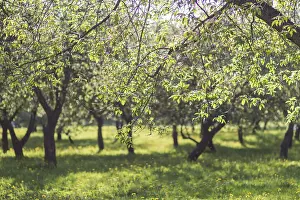 Deciduous Tree Detail Drucke: Blooming apple trees in spring park