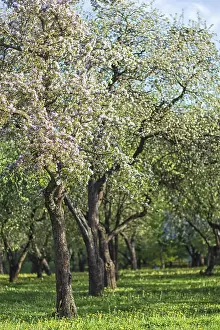 Deciduous Tree Detail Drucke: Blooming apple trees in spring park