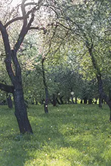Spring Park Landscape Drucke: Blooming apple trees in spring park