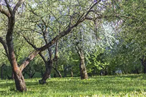 Evening Sun Landscape Photo Drucke: Blooming apple trees in spring park