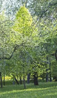 Deciduous Tree Close Up Drucke: Blooming apple trees in spring park