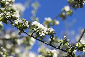 Deciduous Tree Close Up Drucke: Blooming apple trees in spring park