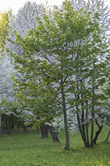 Evening Sun Landscape Photo Drucke: Blooming apple trees in spring park