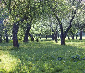 Spring Park Landscape Drucke: Blooming apple trees in spring park