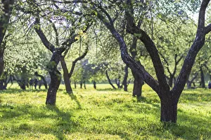 Rural Countryside Photography Drucke: Blooming apple trees in spring park