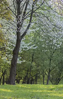 Deciduous Tree Detail Drucke: Blooming apple trees in spring park