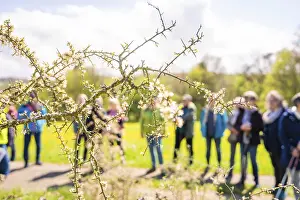 Springtime In Germany Drucke: Blooming branch in the foreground