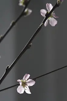 Uninhabited Orchard Trees Germany Drucke: Blooming branches of a peach tree, spring, Germany