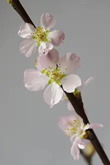 German Spring Blossom Drucke: Blooming branches of a peach tree, spring, Germany