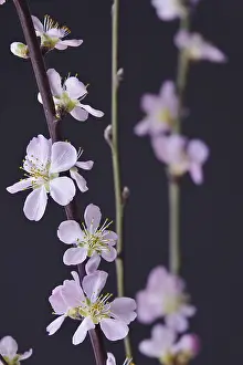 Springtime Peach Blossoms Drucke: Blooming branches of a peach tree, spring, Germany