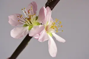 Deserted Orchard Trees Drucke: Blooming branches of a peach tree, spring, Germany
