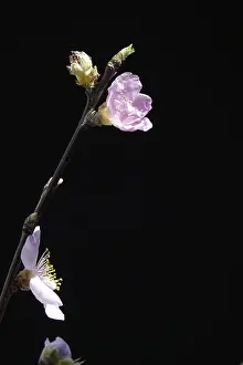 Central Europe Orchard Trees Drucke: Blooming branches of a peach tree, spring, Germany