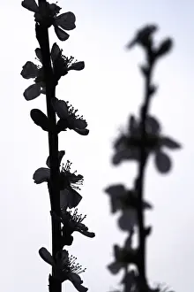 Uninhabited German Forest Drucke: Blooming branches of a peach tree, spring, Germany