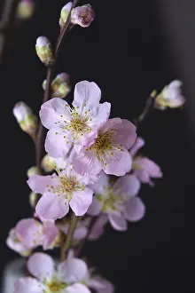 Empty Orchard Scene Drucke: Blooming branches of a peach tree, spring, Germany