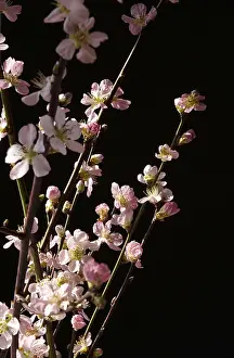 Deciduous Tree Branches Drucke: Blooming branches of a peach tree, spring, Germany