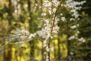 Springtime In Europe Drucke: Blooming branches in sunlight with blurred background