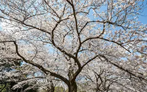Japanese Cherry Blossoms Drucke: Blooming cherry tree in spring