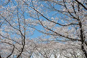Fruit Tree Flowering Season Drucke: Blooming cherry trees in spring