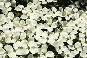 Garden Nature Photography Drucke: Blooming Cornus kousa tree in a garden