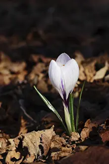 Early Spring Flowering Plant Drucke: Blooming crocus (Crocus spec.) in spring