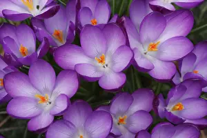 Daytime Nature Photography Drucke: Blooming Crocuses (Crocus) in spring