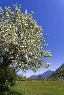 Travel Photography Austria Drucke: Blooming fruit tree with Schafberg
