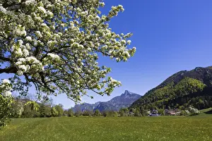Austrian Alps Photography Drucke: Blooming fruit tree with Schafberg