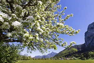 Upper Austria Landscape Drucke: Blooming fruit tree with Schafberg
