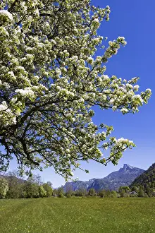 Mountainous European Landscape Drucke: Blooming fruit tree with Schafberg