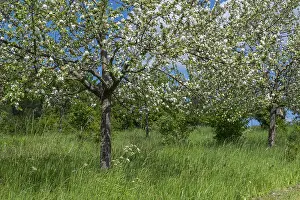Agricultural Scenery Germany Drucke: Blooming fruit trees on a fruit tree meadow