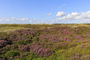 Amrum Island Landscape Drucke: Blooming heath landscape on Amrum Island