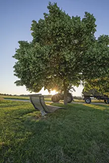 Deciduous Tree Blossom Drucke: Blooming linden tree with bench
