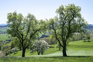 Springtime Fruit Blossoms Drucke: Blooming pear trees, fruit trees