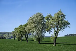 Fruit Growing In Europe Drucke: Blooming pear trees, fruit trees