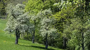 Agricultural Crop Plantation Drucke: Blooming pear trees, fruit trees