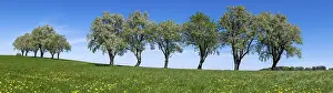 Agricultural Crop Plantation Drucke: Blooming pear trees, fruit trees
