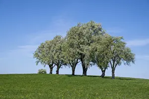 Pear Tree Blossom Drucke: Blooming pear trees, fruit trees