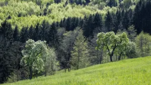 Deciduous Tree Plantation Drucke: Blooming pear trees, fruit trees
