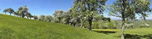 Fruit Growing In Europe Drucke: Blooming pear trees, fruit trees
