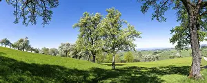 Pear Tree Blossom Drucke: Blooming pear trees, fruit trees