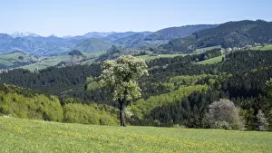 Deciduous Fruit Trees Drucke: Blooming pear trees, fruit trees
